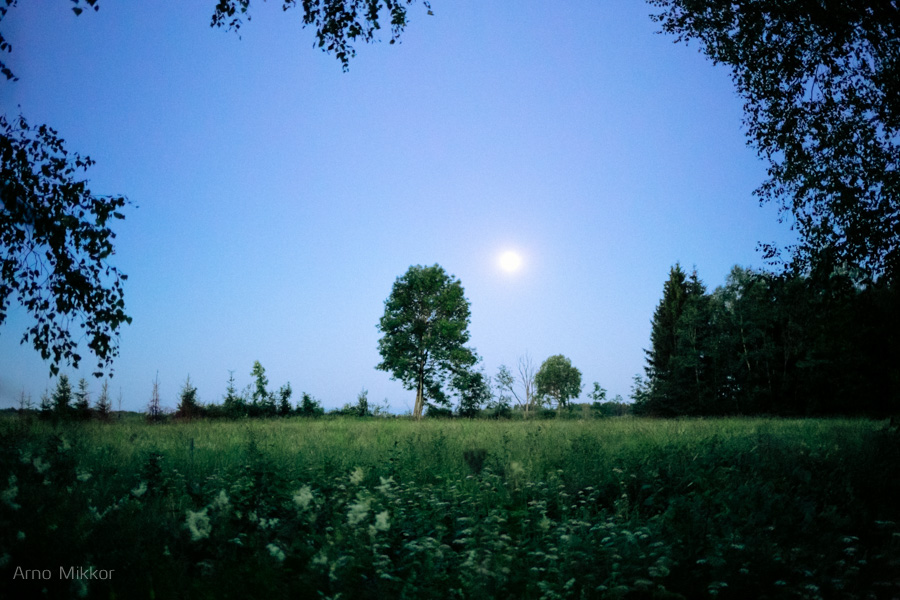 pulma pildistamine, pulmafoto, pulmafotograaf