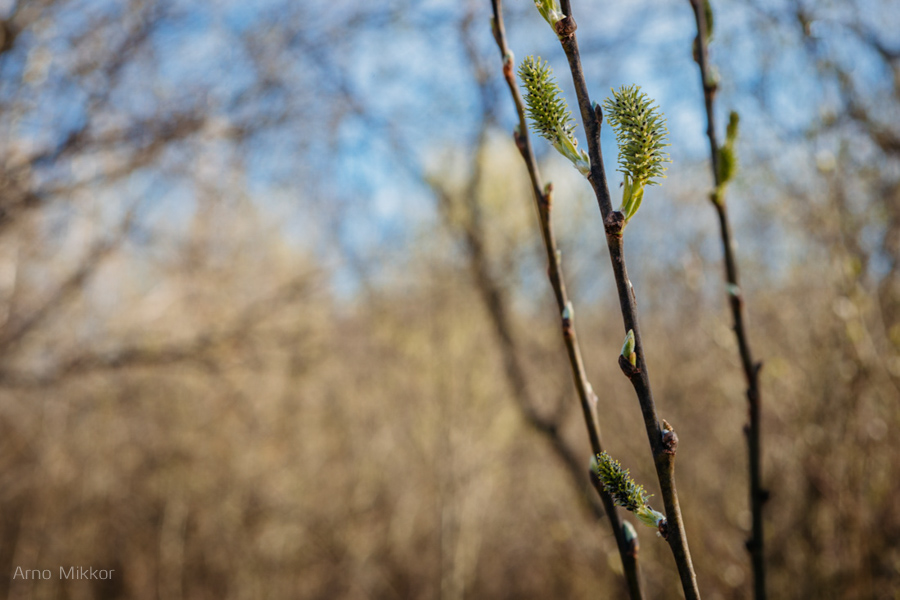 pulmafotograaf, pulmapildid, pulmapiltnik, Võru, laulatus, Võru Katariina kirik