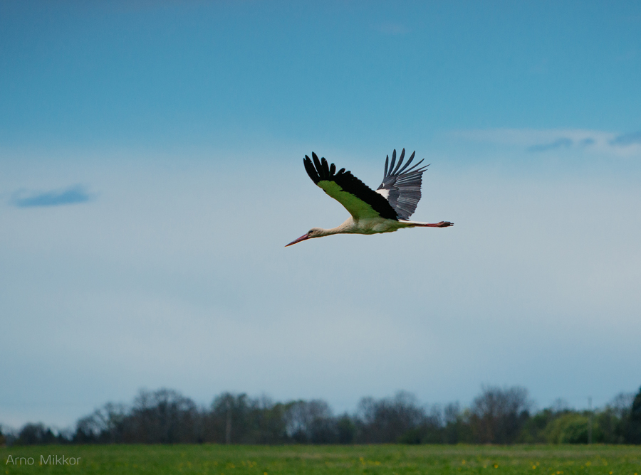 2403_20150515pulmafotograaf, pulmapildid, pulmapiltnik, pulmafoto, Sagadi mõis, Vainupea